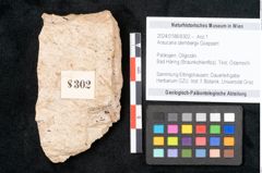 Foto (Objekt + Etikett) von Araucaria sternbergii Goeppert (NHMW-GEO-2024-0188-8302)